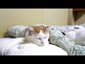 おふとんのしろ Futon and cat 191205