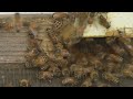 World Bee Day: the buzz on North Dakota’s beekeeping industry