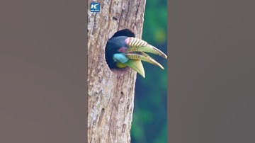 Wreathed hornbills successfully breed in manmade nest boxes