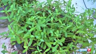 Yellow karisalankanni plant - Best herbal cure for Jaundice & liver problems  | Poovali | News7