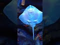 Cute smiling baby stingray dancing