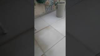 Brincando Nas Plantinhas