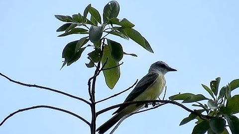 Western Kingbird, Governors Island