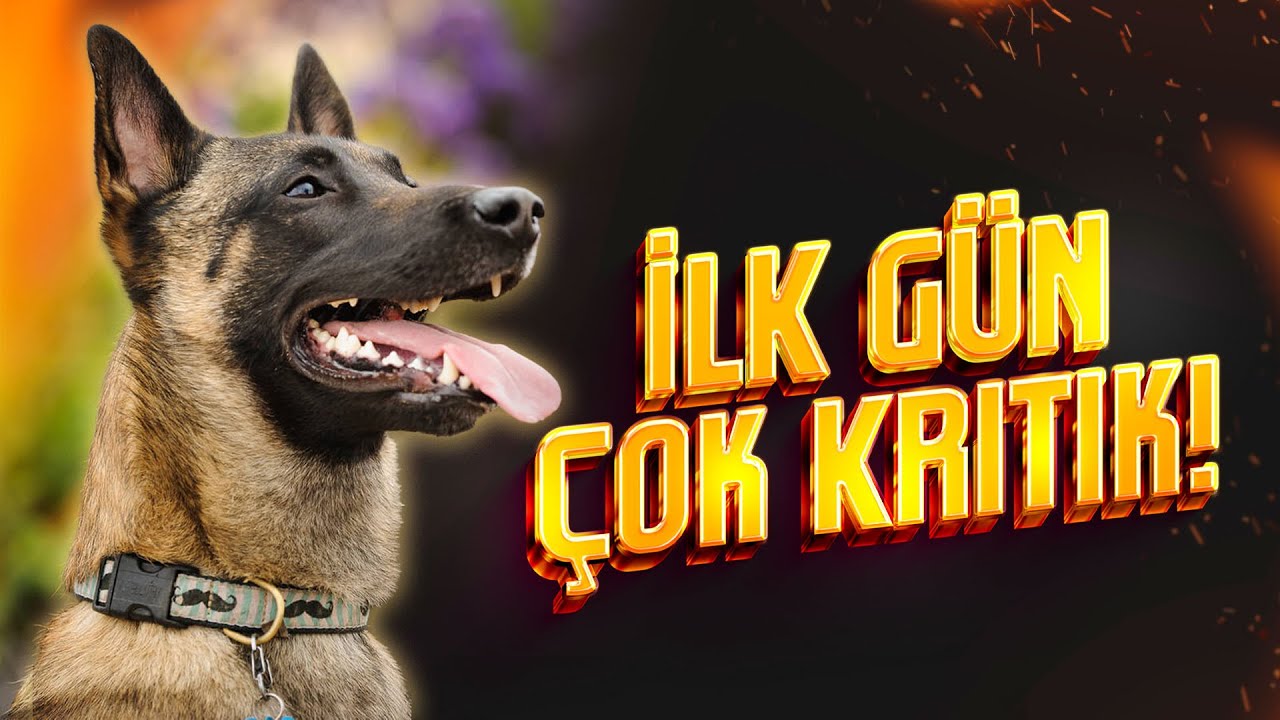 Yavru Köpekle İlk Tanışma | Doğru Başlangıcın Altın Kuralları