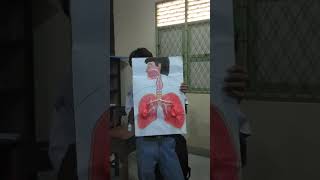 Alat peraga Sistem pernapasan #science #biology #education