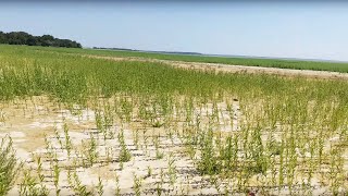 КАХОВСЬКЕ ВОДОСХОВИЩЕ зараз. Великий Луг. Оновлення 🌾