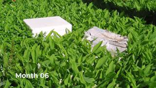 EcoCoolbox Timelapse