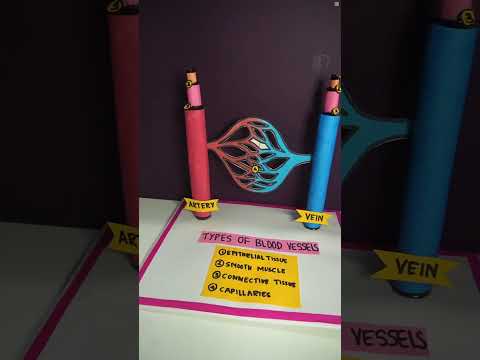 Make a 3D Blood Vessel Model in Minutes! How to Make Blood Vessels 3D Model for School Project