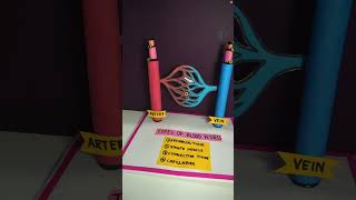Make a 3D Blood Vessel Model in Minutes! How to Make Blood Vessels 3D Model for School Project