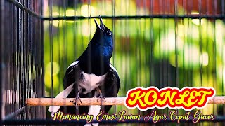 KACER KONSLET MEMANGGIL LAWAN, SEKALI DENGAR KACER LAIN AKAN NGAMOK PENUH EMOSI