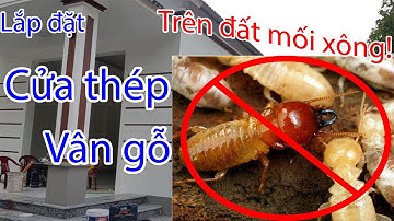 Lắp đặt cửa thép vân gỗ trên đất mối xông | TK New way đơn vị phân phối cửa thép vân gỗ Greendoor