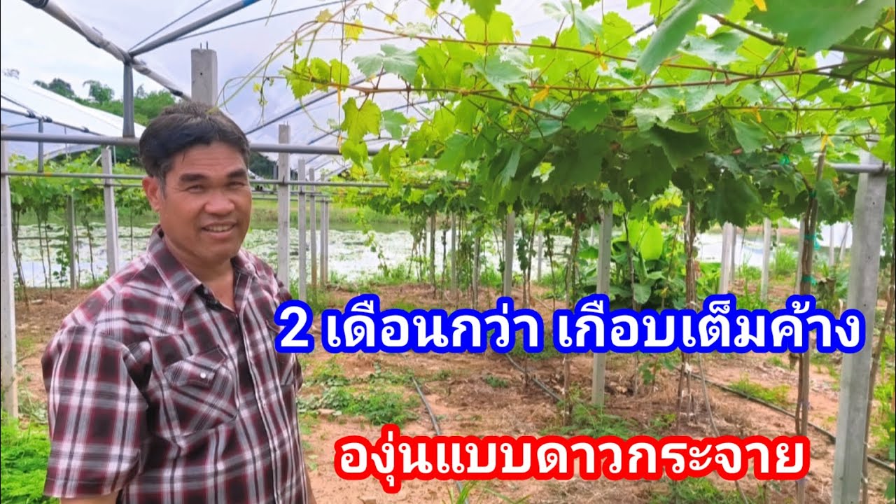 อยากปลูกกับคนให้โตไวต้องฟัง!! 2เดือนกว่าโตขนาดนี้ถือว่ายอดเยี่ยม พิกัดไร่องุ่นเจริญทรัพย์วังน้ำเขียว