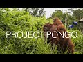 PROJECT PONGO (As seen on BBC)