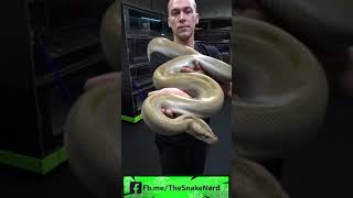 Green Burmese #short