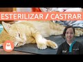 Diferencias entre ESTERILIZAR y CASTRAR | Perros y Gatos