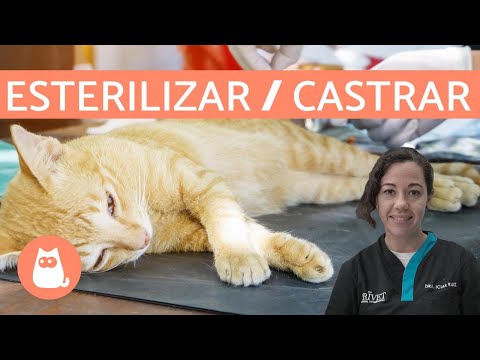 Vídeo: A Quina Edat és Millor Castrar Un Gat