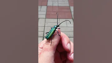 Жук Мускусный усач или Мускусник!!! Aromia moschata!!!