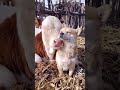 An unlikely Friendship of the #Dog and the #Cow #TIKTOK #TIKTOKShorts