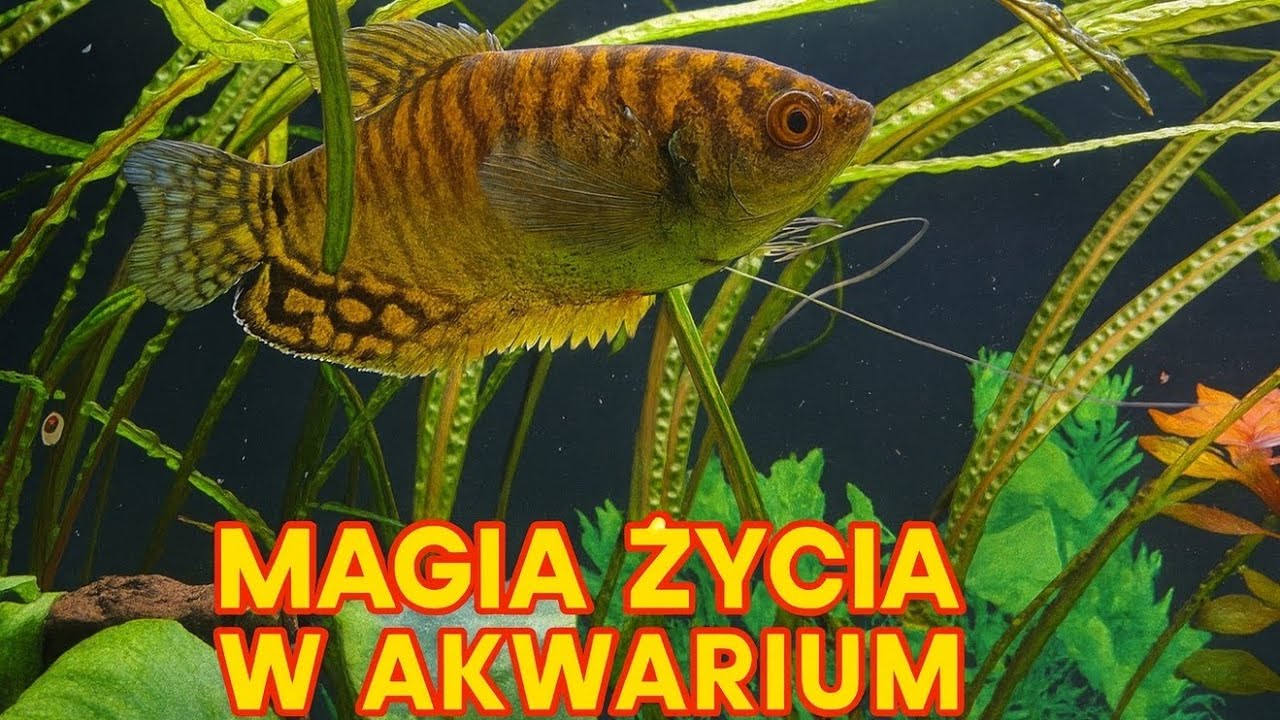 Akwarium 200 litrów w 4K! 🤩 Magia życia w akwarium OPTI SET 200 😀🐠🌿