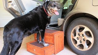 Building Dog Stairs and Storage