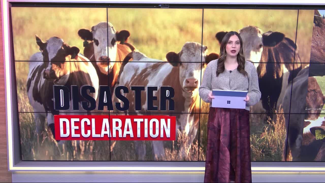 Texas Disaster Declaration for New World Screwworm