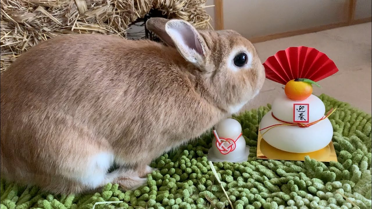 うさぎの抱っこの難しさと無臭のひみつ でもナデナデは好き うさ飼い初心者がうさぎと暮らして初めて知った驚きの生態 Meister Tax And Accounting うさぎと暮らす神戸の女性税理士