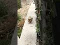CATkada #lefkada #catshorts #vasiliki #cat