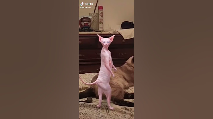 gato bailando