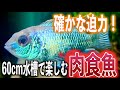 【厳選10選】60㎝水槽で飼える！迫力の肉食魚【淡水魚 アクアリウム】
