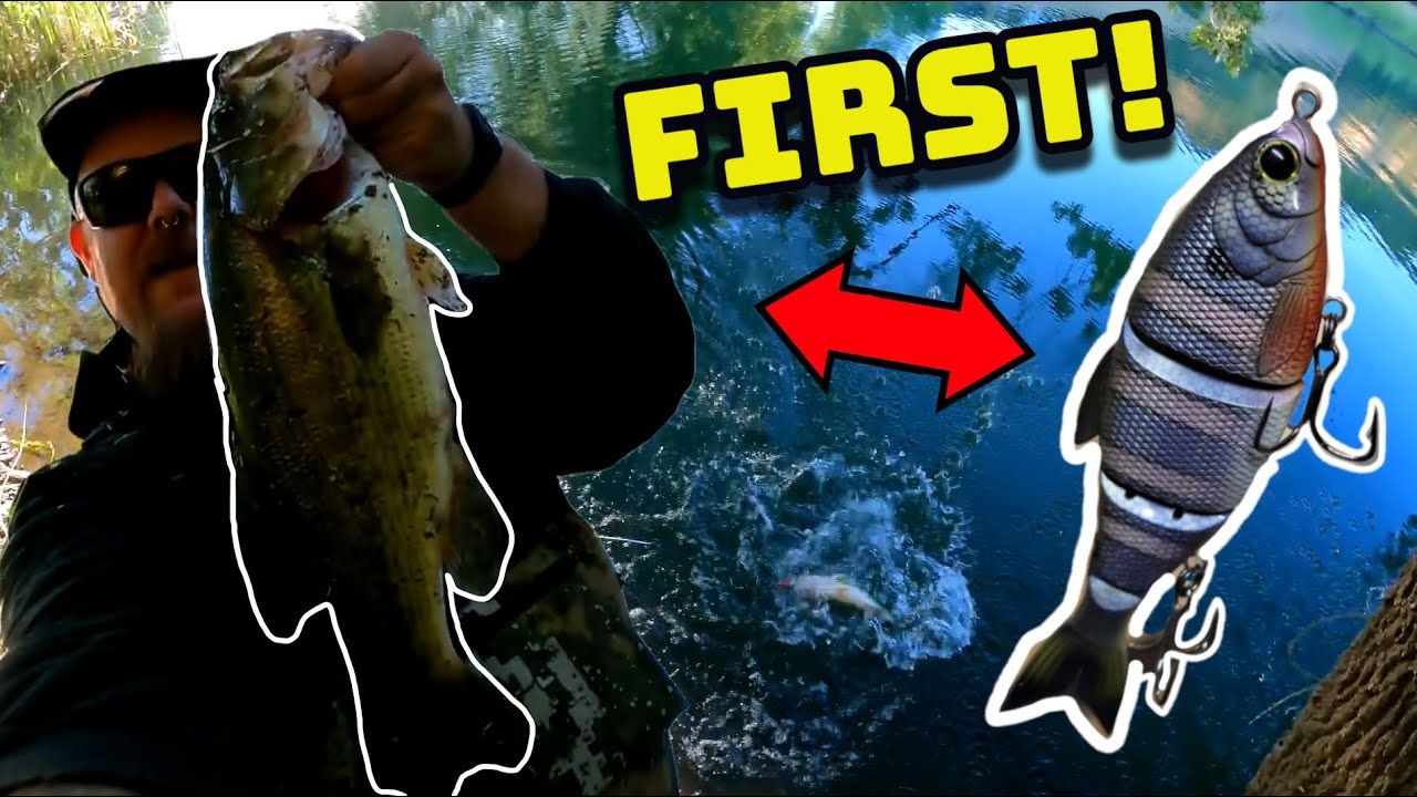 NICE BASS on SWIMBAIT! (San Jose Bass Fishing)