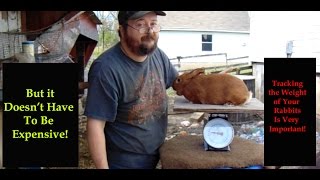 Rabbit Husbandry - How to Weigh Your Rabbits On a Budget