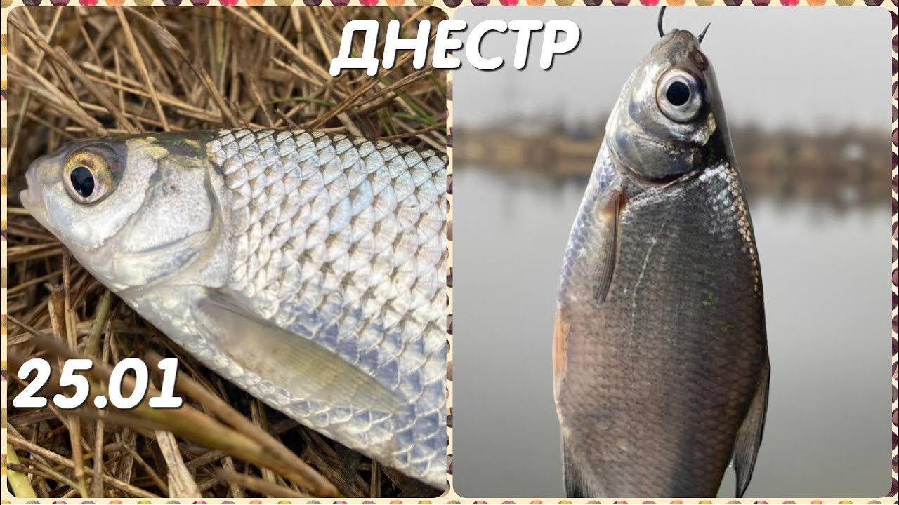 ЖОР ПЛОТВЫ НА РЕКЕ ДНЕСТР. Ловля плотвы на поплавок 25 января. Рыбалка на реке Днестр зимой