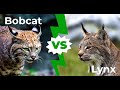 Bobcat vs lynx: 4 Key Differences Explained