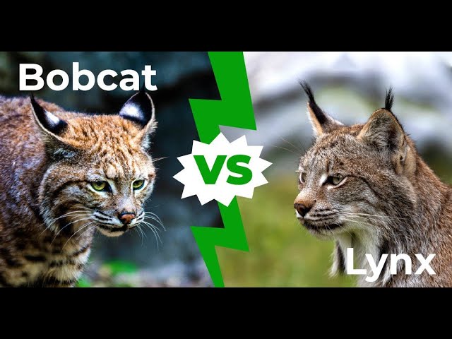 CapCut_bobcat and lynx