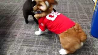 Puppy Playtime! Schipperke vs Corgi by mrbear 92,426 views 8 years ago 1 minute, 11 seconds