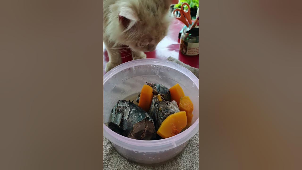 how-to-prepare-cat-favourite-food-shorts-sassy-owen-youtube