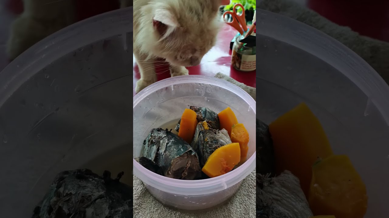 HOW TO PREPARE CAT FAVOURITE FOOD SHORTS SASSY OWEN YouTube HOW TO PREPARE CAT FAVOURITE FOOD SHORTS SASSY OWEN YouTube