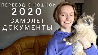 Переезд с кошкой на самолете || Belavia Airlines || Мой опыт || Февраль 2020