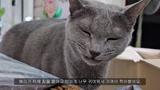 사료 소분하는 날 고양이는 먹고, 집사는 일을 합니다.