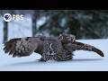 How Great Grey Owls Hunt Hidden Prey How Great Grey Owls Hunt Hidden Prey