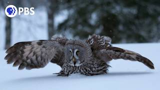 How Great Grey Owls Hunt Hidden Prey