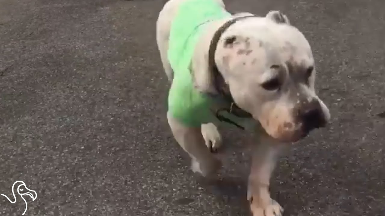 Abandoned Mama Pit Bulls Get A Second Chance - YouTube