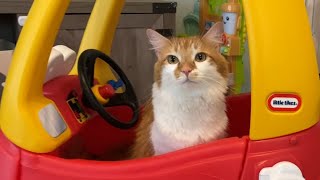 Cat Gets A New Ride by MaxluvsMya 2,476 views 2 weeks ago 35 seconds