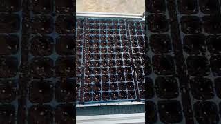 Automatic seed drill for pepper sowing #machine#seeding