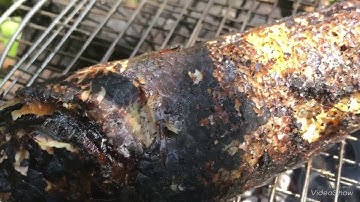 Cá lóc đồng nướng trui cùng vài ly rượu đế