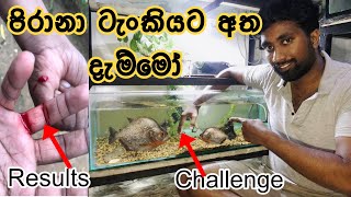 ඔන්න අපි පිරානා ටැංකියට අතදාන් ඉන්න Challenge එක Complete කලා🙀හැබැයි මෙහෙම වෙයි කියලනම් හිතුවේ නෑ😢