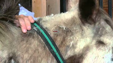 Trimming a bridle path on your Horses mane ! stall13.com videos