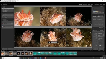 Lightroom Tutorial: Time-Saving Tips for Managing Photos