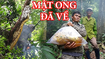 KHAI THÁC MẬT ONG RỪNG - THỢ NÚI