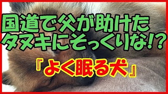 犬にまつわる話 感動する話 泣ける話 Youtube